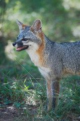 Naklejka na ściany i meble Gray Fox, Urocyon cinereoargenteus, adult, Hill Country, Texas, USA, June