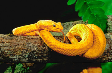 Close-up of captive eyelash viper on tree limb. 