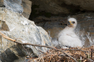Golden eagle chick patiently waiting © Ken Archer/Danita Delimont