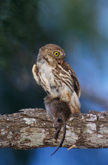 Ferruginous Pygmy-Owl, Glaucidium brasilianum, adult with mouse prey, Willacy County, Rio Grande Valley, Texas, USA, June