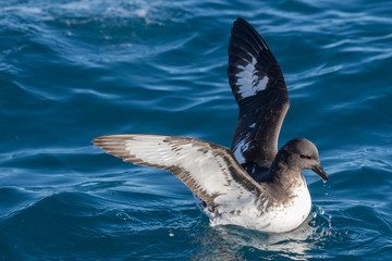 Cape Petrel