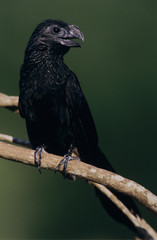 Groove-billed Ani, Crotophaga sulcirostris, adult, Lake Corpus Christi, Texas, USA, May
