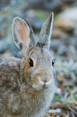 Mountain Cottontail, Sylvilagus nuttalii, adult, Rocky Mountain National Park, Colorado, USA, September
