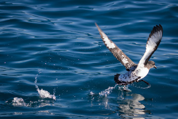 Cape Petrel
