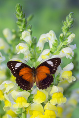 Leopard Lacewing Butterfly, Cethosia cyane