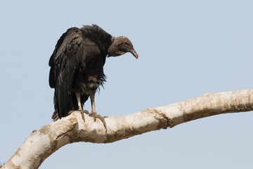 Black vulture patiently waiting