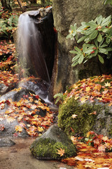 Waterfall with autumn leaves Japanese Garden