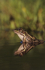 Southern Leopard Frog, Rana utricularia, adult, Willacy County, Rio Grande Valley, Texas, USA, May