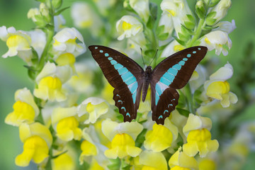 Blue Triangle Butterfly, Graphium sarpedon