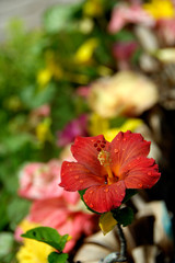 South Pacific, French Polynesia, Society Islands, Bora Bora. Raindrops on hibiscus.