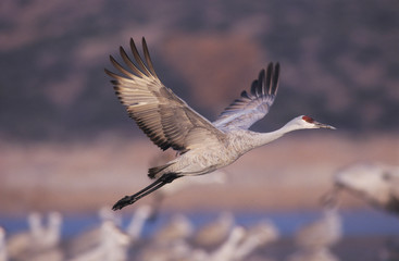 Sandhill Crane, Grus canadensis, adult in flight, Bosque del Apache National Wildlife Refuge, New Mexico, USA, December