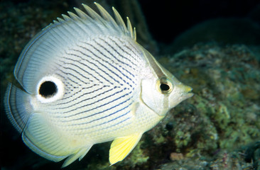 Foureye butterflyfish Caribbean