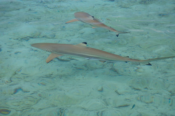 French Polynesia, Society Islands, Leeward Islands, Bora Bora. Popular attraction in Bora Bora is swimming with stingrays and sharks in shallow lagoon. Black-tipped reef sharks.