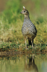 Scaled Quail, Callipepla squamata,adult at pond drinking, Starr County, Rio Grande Valley, Texas, USA, May