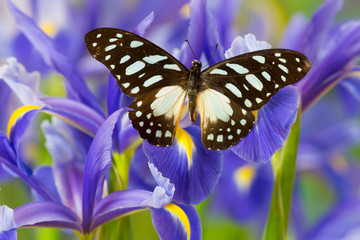 The Veined Swordtail Butterfly, Graphium Leonidas
