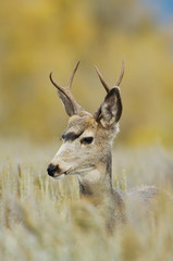 Mule Deer, Black-tailed Deer, Odocoileus hemionus, young buck with aspen trees in background in fallcolors, Grand Teton NP,Wyoming, September