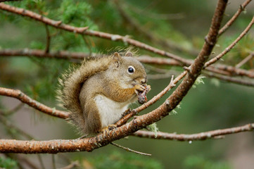 Red Squirrel, Pine Squirrel, Tamiasciurus hudsonicus, adult eating pine cone, Jenny Lake, Grand Teton NP,Wyoming, September