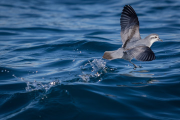 Fototapeta premium Fairy Prion