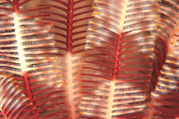 Close-Up Macro View of Crinoid, Bligh Water, Viti Levu, Fiji, South Pacific