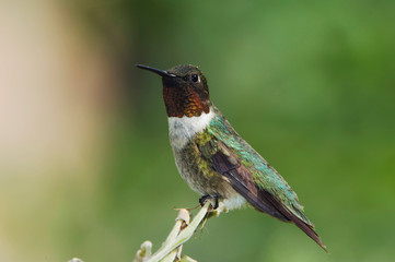 Ruby-throated Hummingbird, Archilochus colubris, male perched, Willacy County, Rio Grande Valley, Texas, USA, May