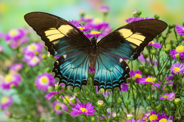 The Androgeus Swallowtail, Queen Page or Queen Swallowtail Butterfly, Papilio Androgeus