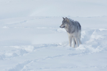 Fototapeta na wymiar Gray wolf