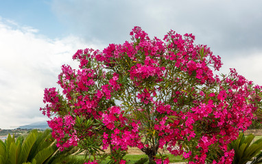 Top of standard deep pink oleander shrub in a garden.