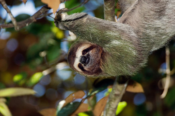 Brown-throated Three-toed Sloth, Bradypus variegatus, male, Manuel Antonio National Park, Central Pacific Coast, Costa Rica, Central America, December © Rolf Nussbaumer/Danita Delimont