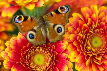 Fototapeta premium The European Peacock Butterfly, Inachis io