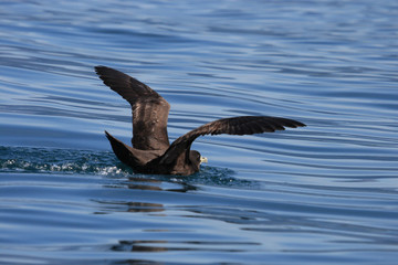 White Chinned Petrel