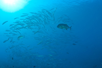 Fototapeta na wymiar Giant Trevally (Caranx ignobilis) & schooling Barracudas (Sphyraena genie), Blue Corner, Palau, Micronesia, Rock Islands, World Heritage Site, Western Pacific