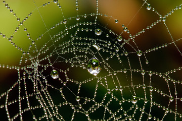 Dew covered spider web.