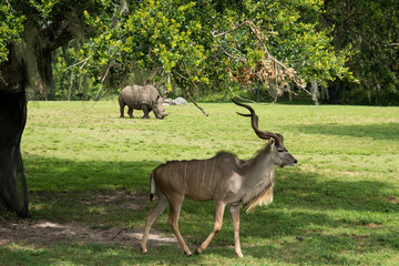 Obraz premium Kudu and a Rhinoceros sharing the grassland