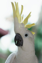 Sulphur-crested Cockatoo (Cacatua) Sulphurea