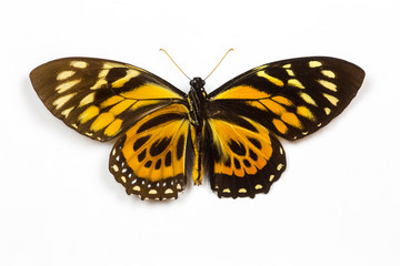 Fototapeta na wymiar Swallowtail Butterfly from Peru, Papilio zagreus comparing the top and bottom wings