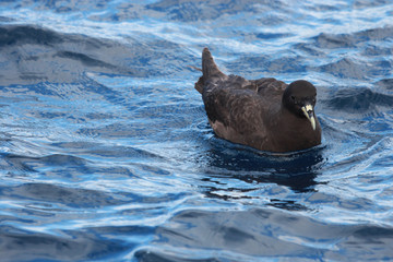 Fototapeta premium White Chinned Petrel