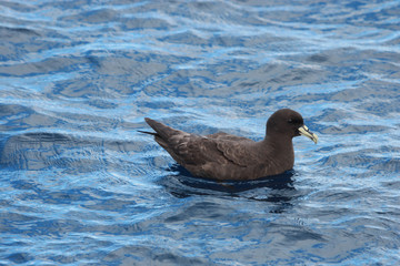 White Chinned Petrel