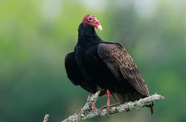Turkey Vulture, Cathartes aura,adult, Starr County, Rio Grande Valley, Texas, USA, May