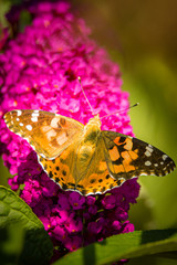 butterfly on flower