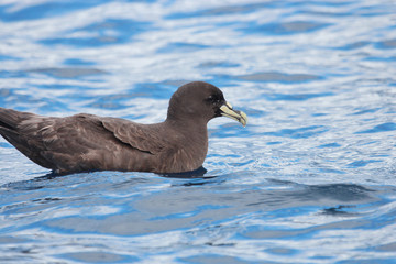 White Chinned Petrel