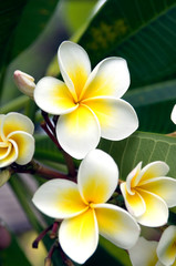 Fototapeta na wymiar Frangipani flower Cook Islands
