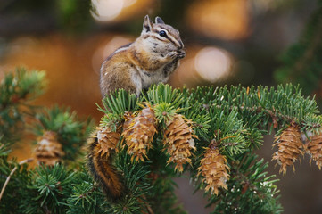 Uinta Chipmunk, Tamias umbrinus, adult eating Fir cone seeds, Rocky Mountain National Park, Colorado, USA, September