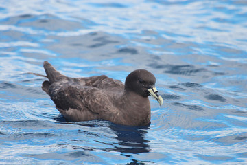 White Chinned Petrel