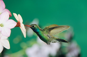 Broad-billed Hummingbird, Cynanthus latirostris,male feeding on Nicotiana (Nicotiana sp.), Madera...