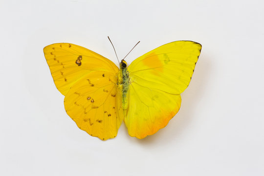Orange-barred Sulphur Butterfly, Phoebis philea comparison of top and bottom wings