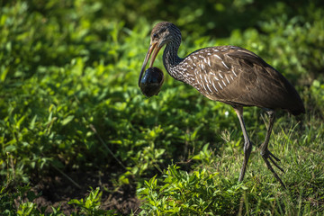A brown spotted Limpkin walking with a large snail in his beak