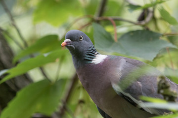 Common Wood Pigeon in England