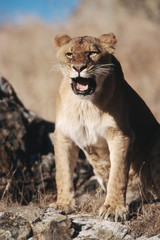 African Lion sitting and mouth open
