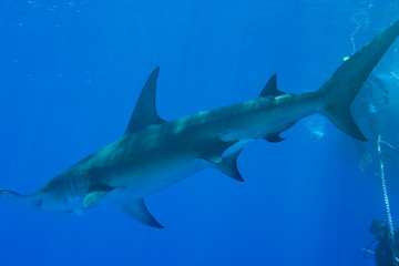 Great Hammerhead Shark (Sphyrna mokarran) Northern Bahamas 
