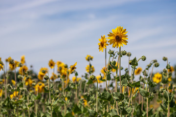 Obraz premium Field of Jerusalem artichoke flowers